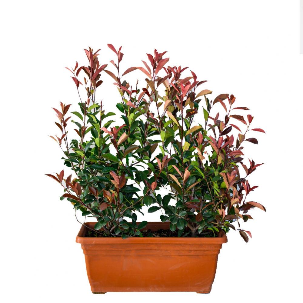 Photinia, Photinia Fraseri Red Robin