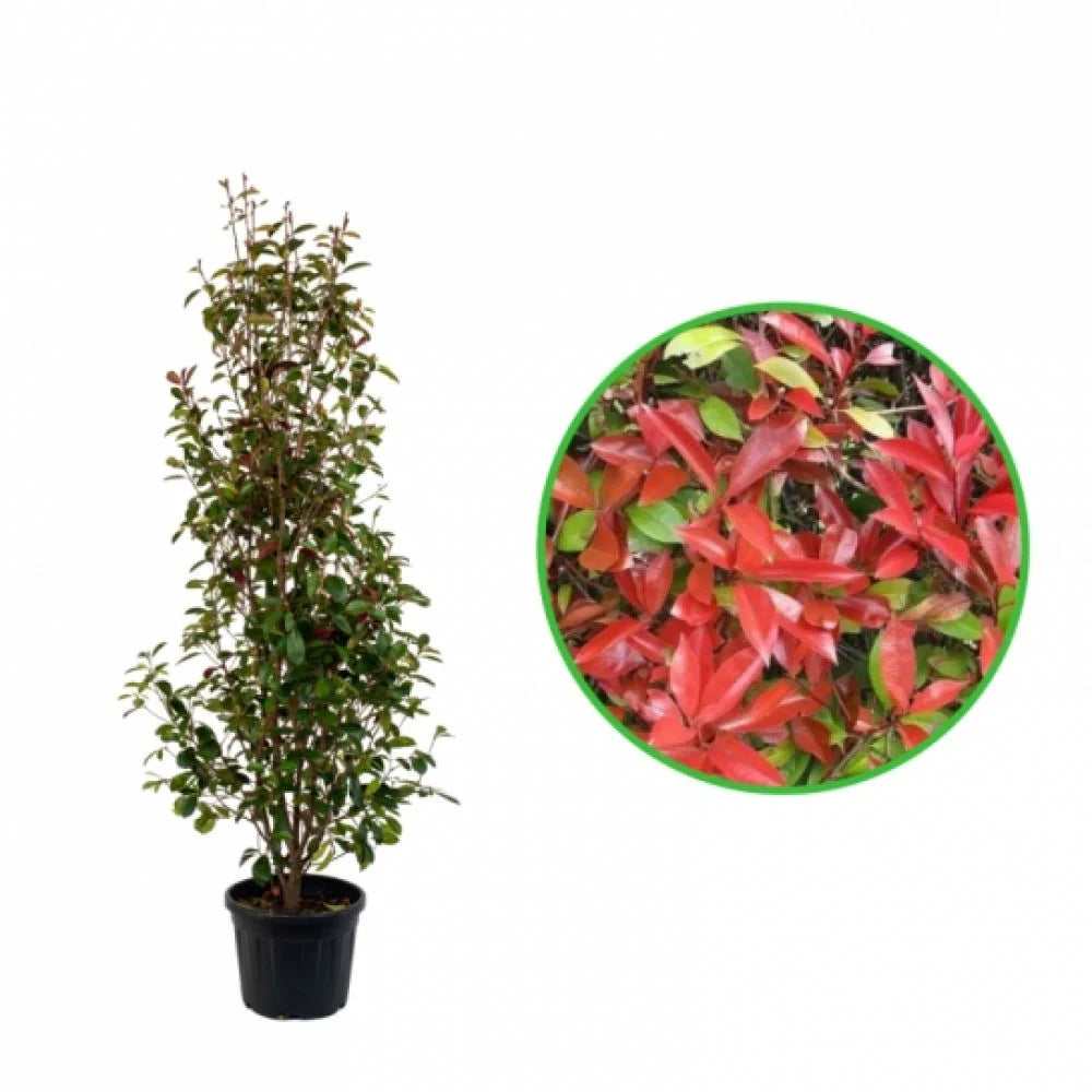 Photinia, Photinia Fraseri Red Robin