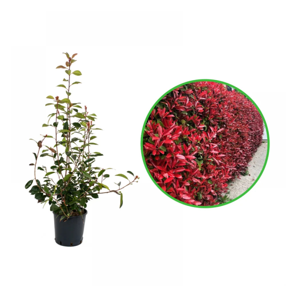 Photinia, Photinia Fraseri Red Robin