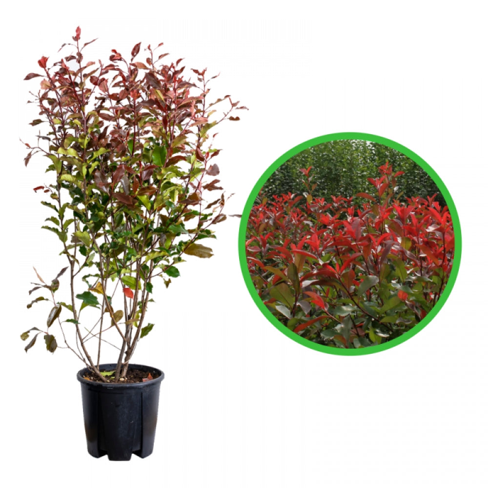 Photinia, Photinia Fraseri Red Robin