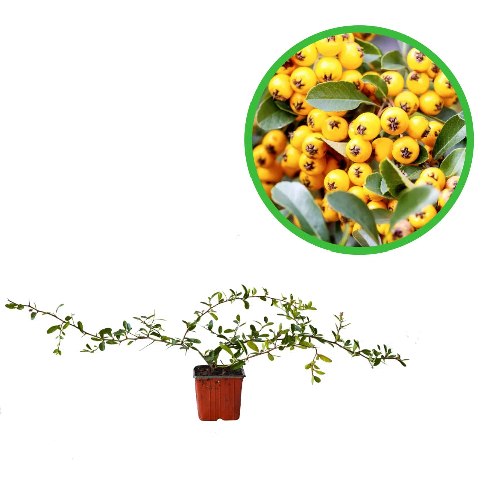 Piracanta cu Fructe Galbene, Pyracantha Coccinea Sunny Star