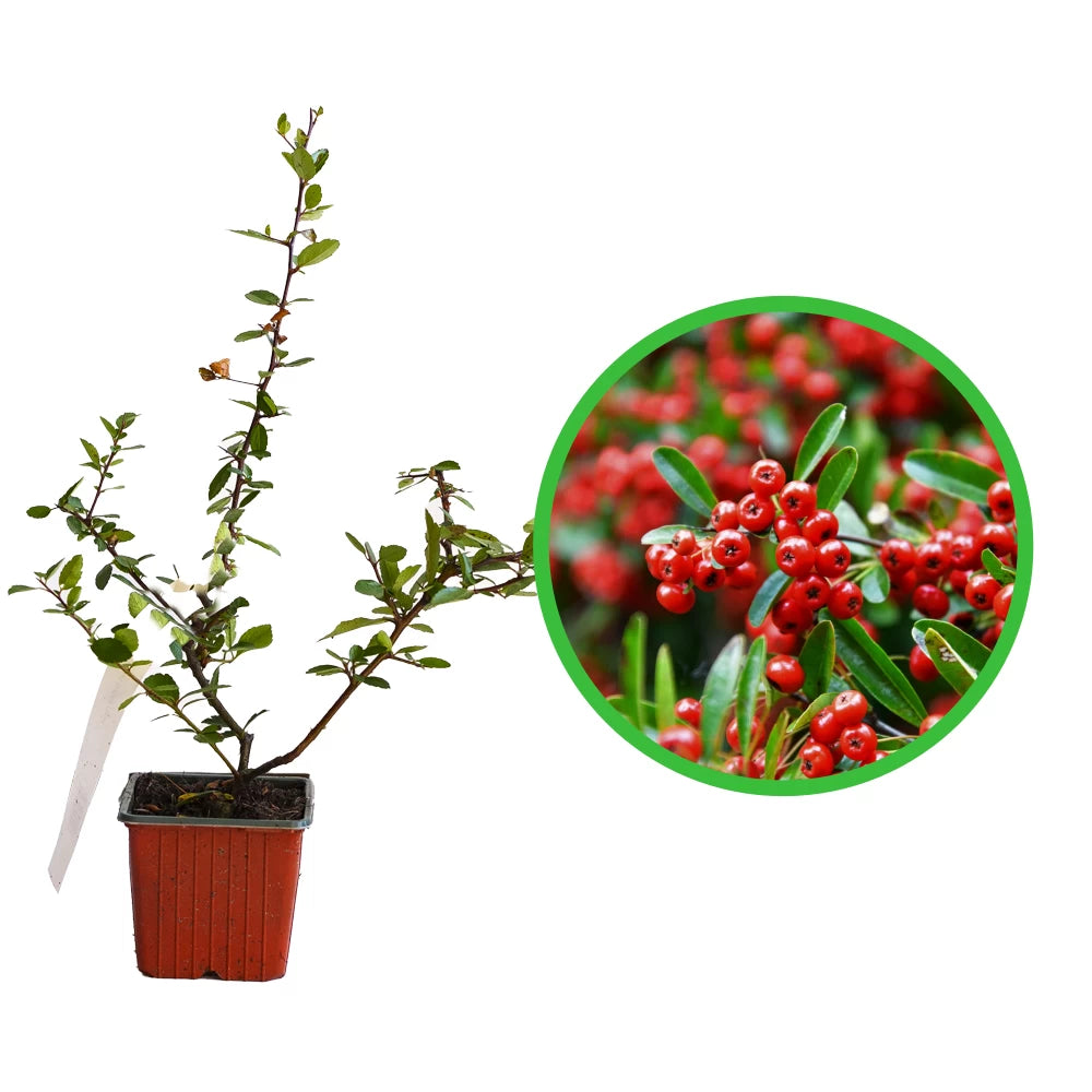 Piracanta cu Fructe Rosii, Red Column Pyracantha Coccinea