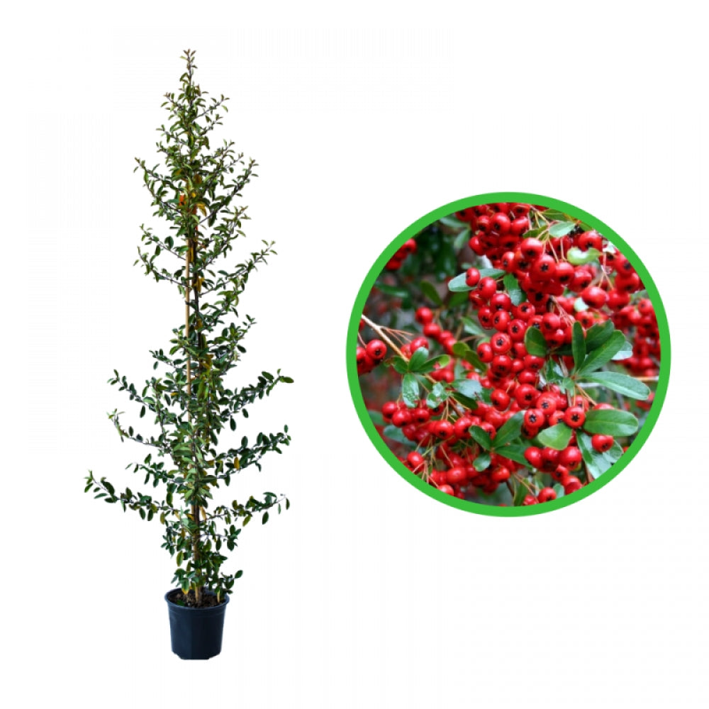 Piracanta cu Fructe Rosii, Pyracantha Coccinea Mohave
