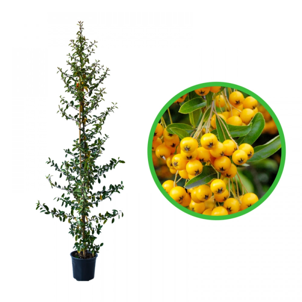 Piracanta cu Fructe Galbene, Pyracantha Coccinea Soleil d`Or