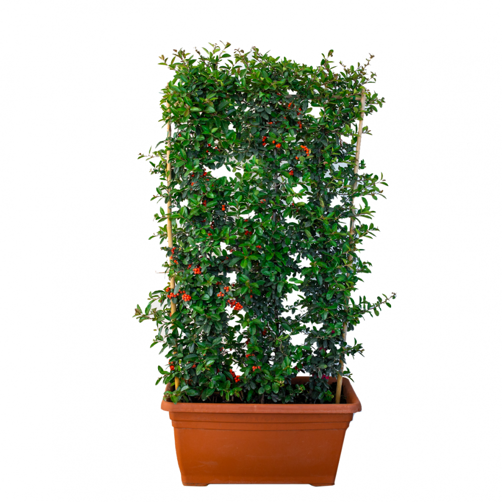 Piracanta cu Fructe Rosii, Pyracantha Coccinea Mohave