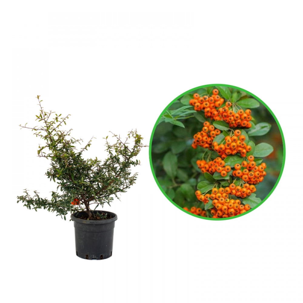 Catina Ornamnetala, Pyracantha Coccinea
