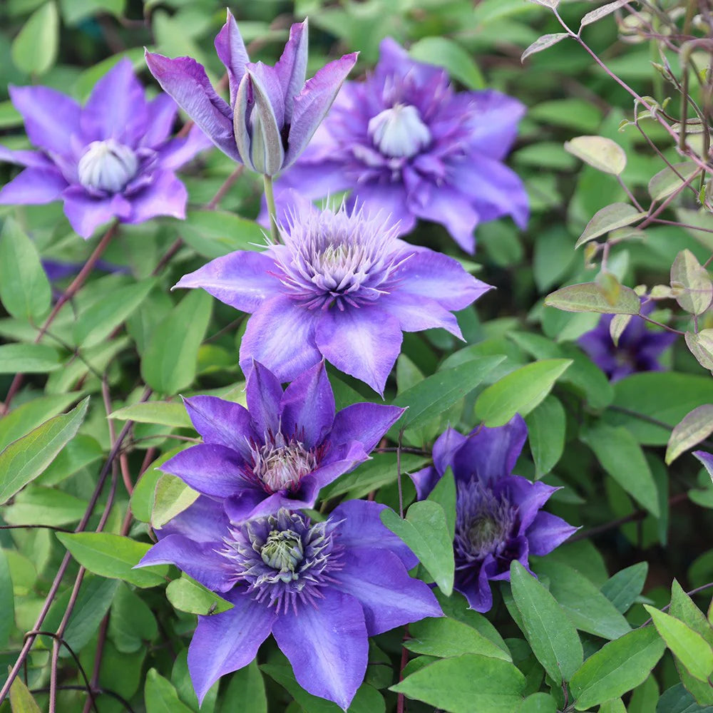 Clematita, Clematis Multi Blue