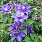 Clematita, Clematis Multi Blue