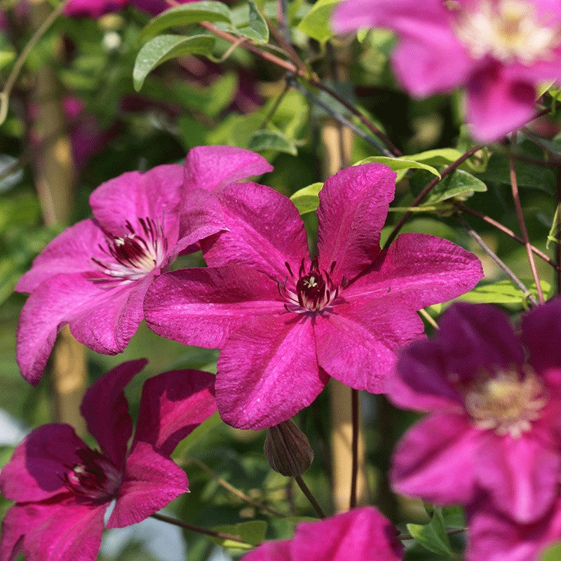 Clematita, Clematis Kardynal Wyszynski