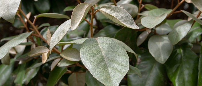 Elaeagnus