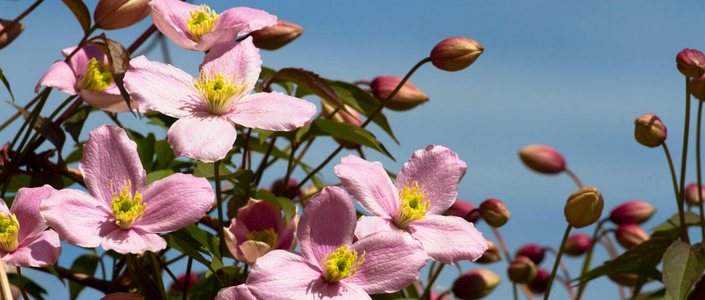 Clematis