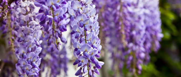 Wisteria
