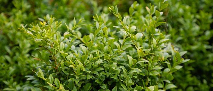 Buxus
