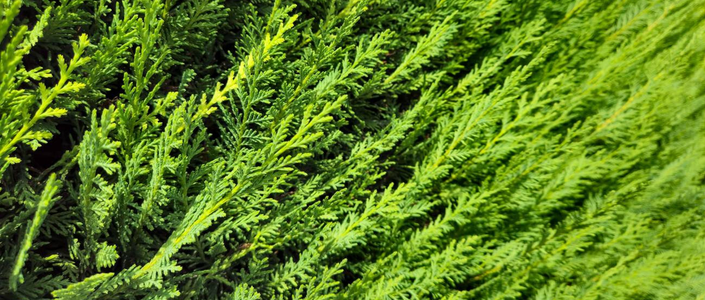 Gard Viu Vesnic Verde