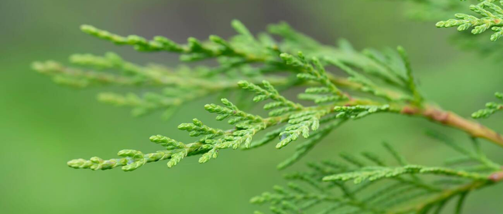 Gard Viu Crestere Rapida