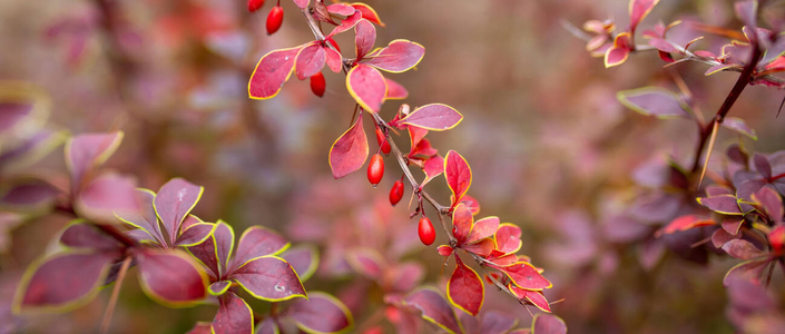 Gard Viu Frunzis Cazator