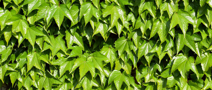 Decorative prin Frunze