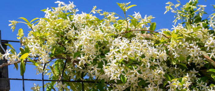 Decorative prin Flori