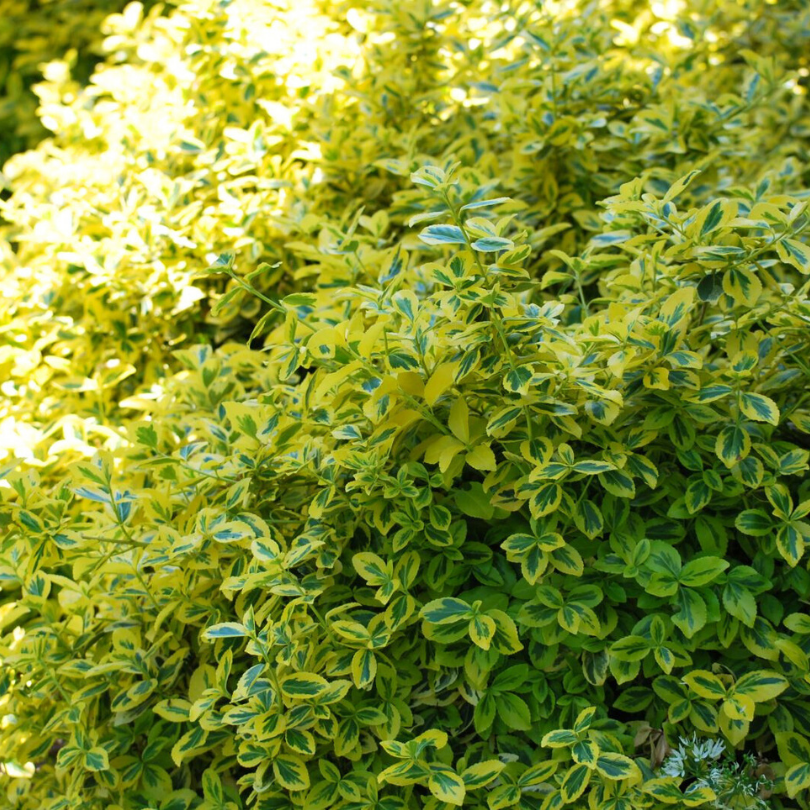 Salba Galbena, Euonymus Fortunei Emerald`N Gold