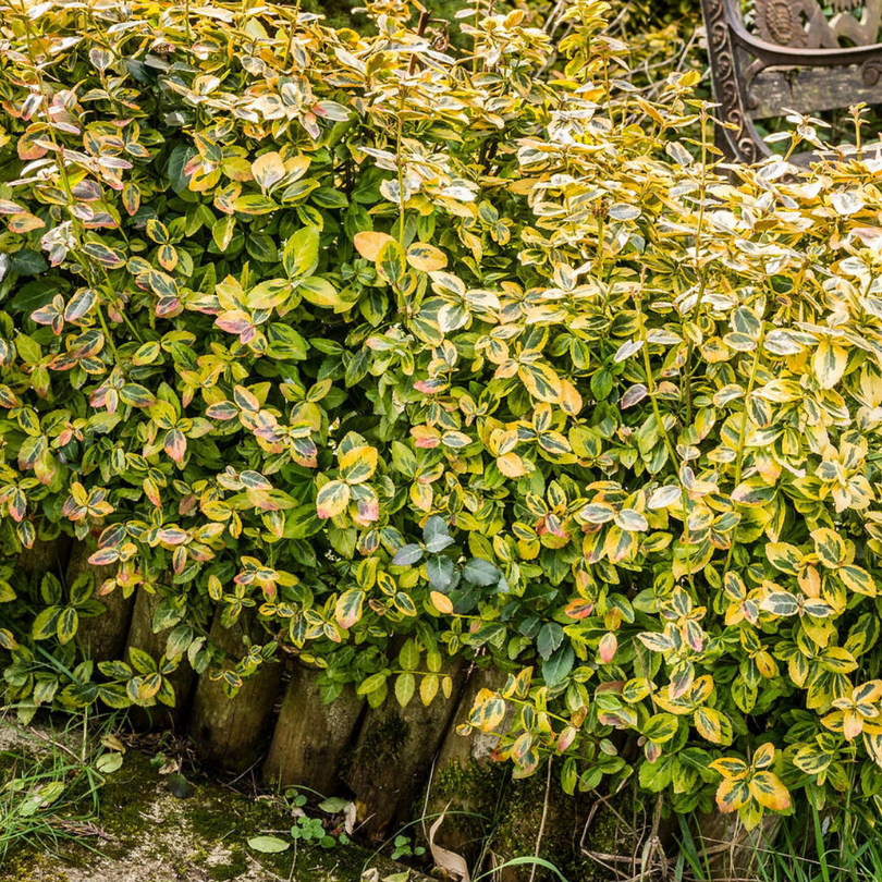 Salba Japoneza Galbena, Euonymus Japonicus Luna