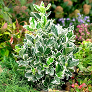 Salba Emerald Gaiety, Euonymus Fortunei Emerald Gaiety