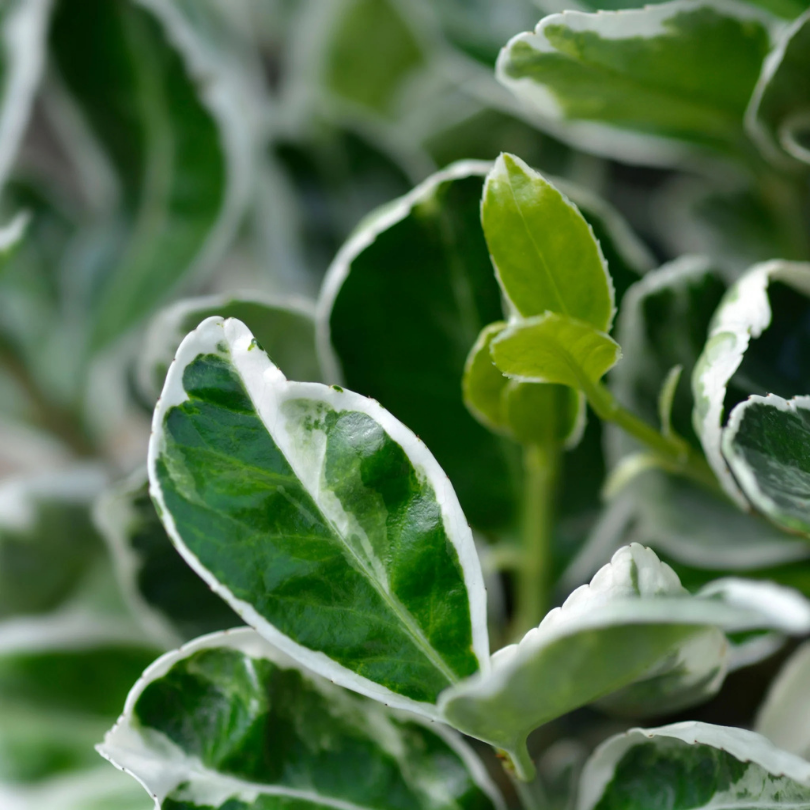 Salba Japoneza Kathy, Euonymus Japonicus