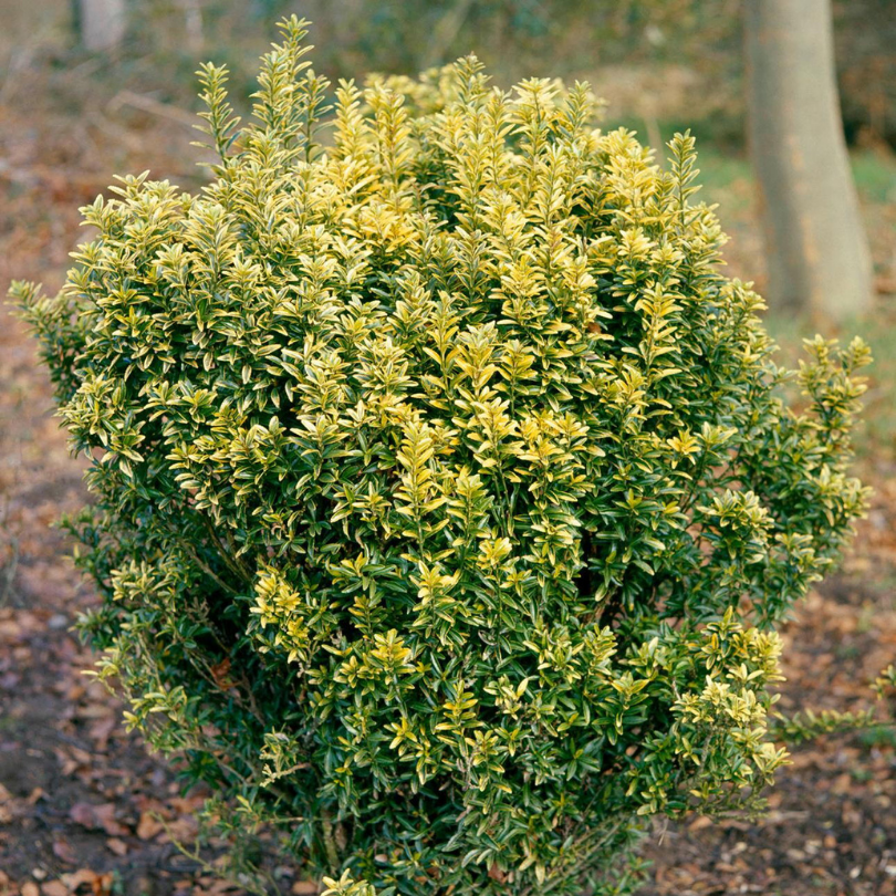 Salba Galbena, Euonymus Pulchellus Variegatus