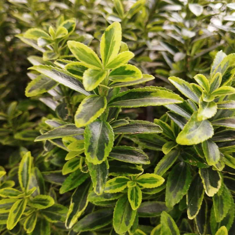 Salba Galbena, Euonymus Pulchellus Variegatus