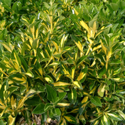 Salba Japoneaza Livornese Galbena, Euonymus Japonicus Aureopictus Livornese