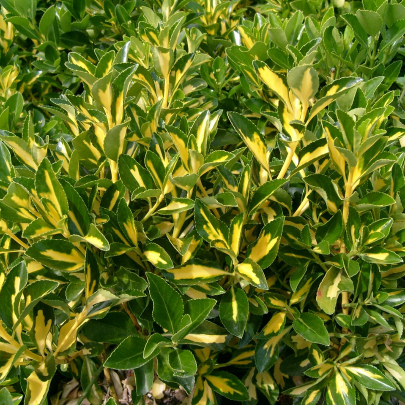Salba Japoneaza Livornese Galbena, Euonymus Japonicus Aureopictus Livornese