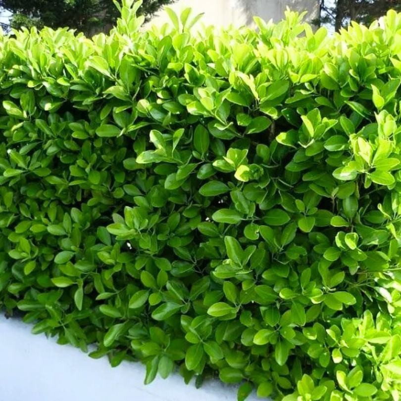 Salba Japoneza, Euonymus Japonicus