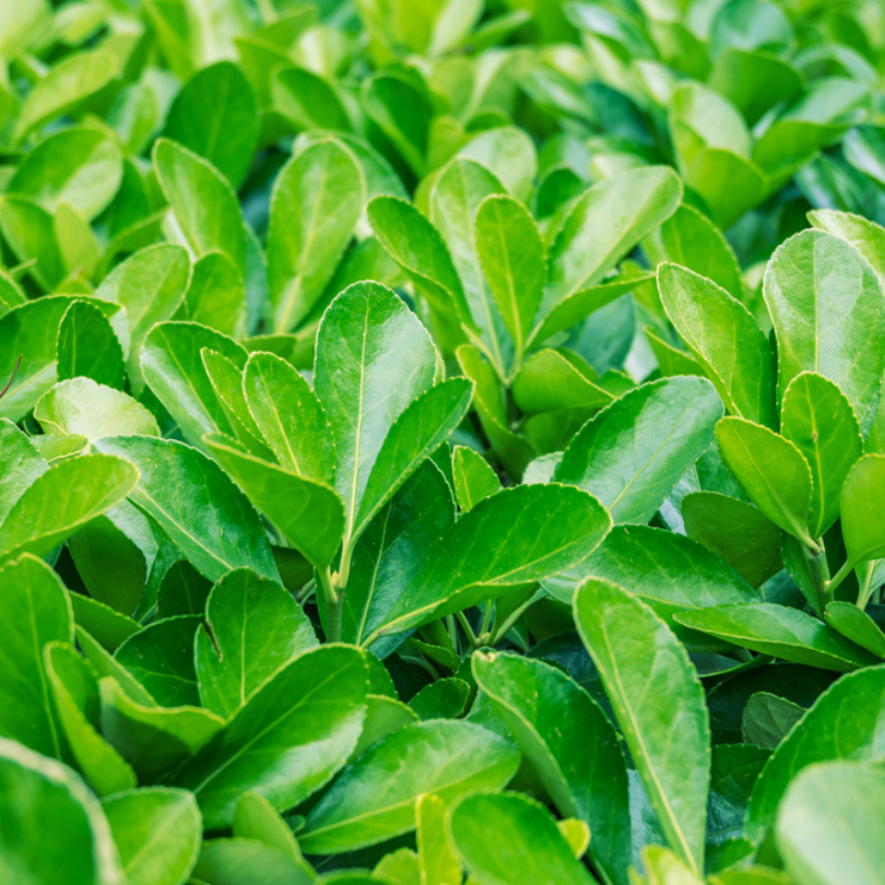 Salba Japoneza, Euonymus Japonicus