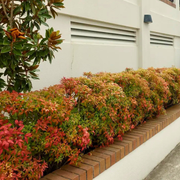 Bambus Sfant, Nandina Domestica