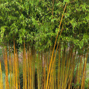 Bambus Auriu, Phyllostachys Aurea