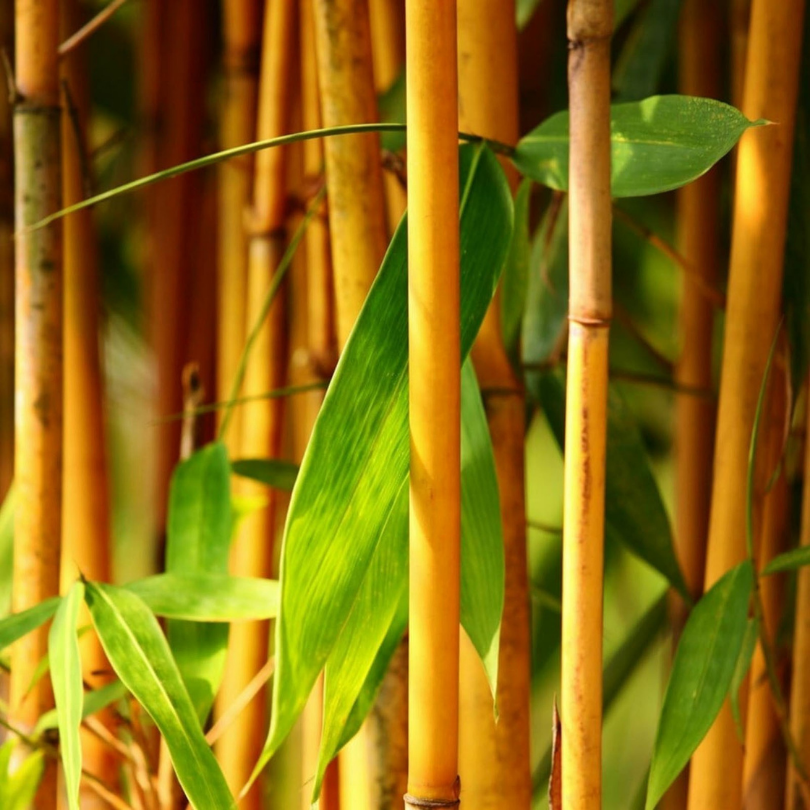 Bambus Auriu, Phyllostachys Aurea