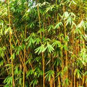 Bambus Auriu, Phyllostachys Aureocalis