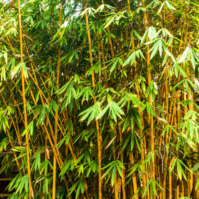 Bambus Auriu, Phyllostachys Aureocalis