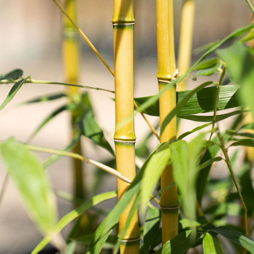 Bambus Auriu, Phyllostachys Aureocalis