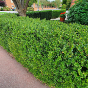 Buxus Patrat, Buxus Ovalifolium