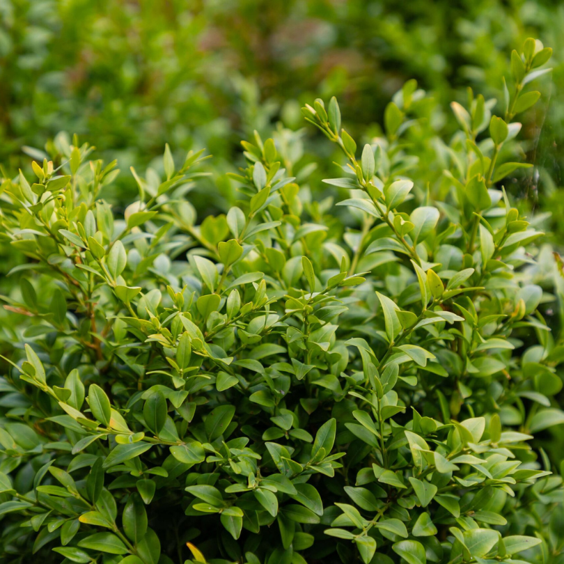 Buxus Patrat, Buxus Ovalifolium