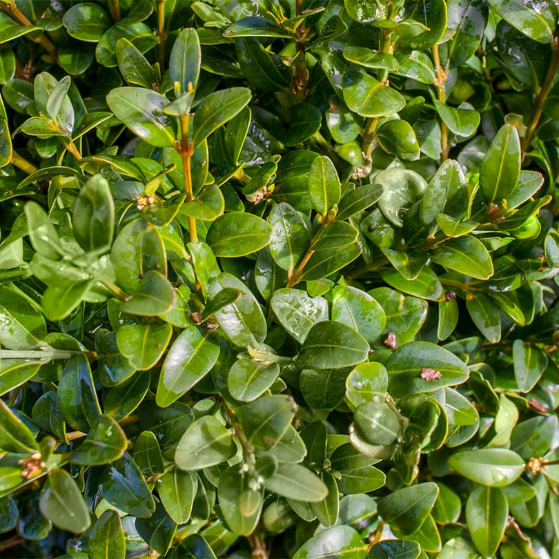 Buxus Cimisir, Buxus Sempervirens