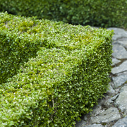 Buxus Cimisir, Buxus Sempervirens