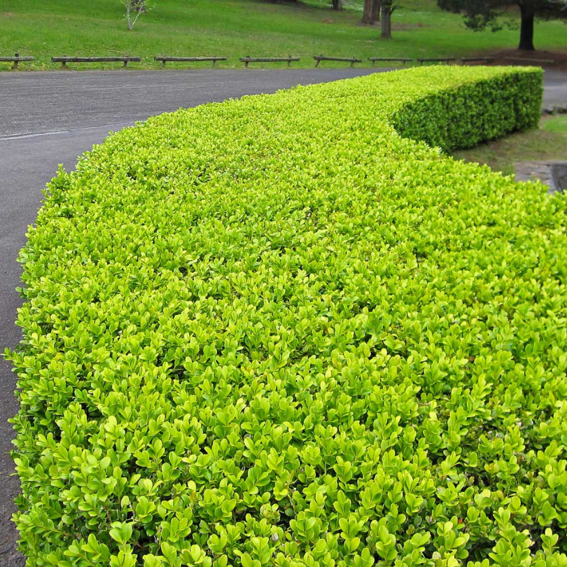 Buxus Glob, Buxus Microphylla Faulkner