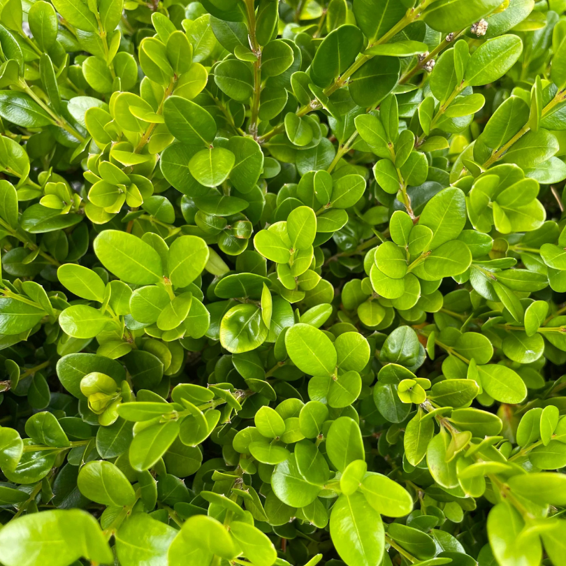 Buxus Glob, Buxus Microphylla Faulkner