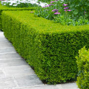 Buxus Giant, Buxus Ovalifolium