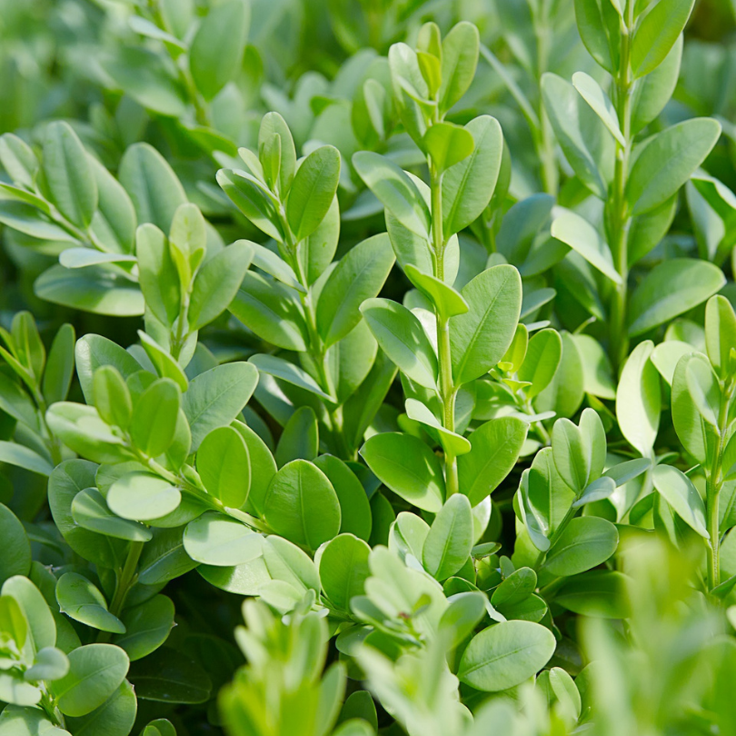 Buxus Giant, Buxus Ovalifolium