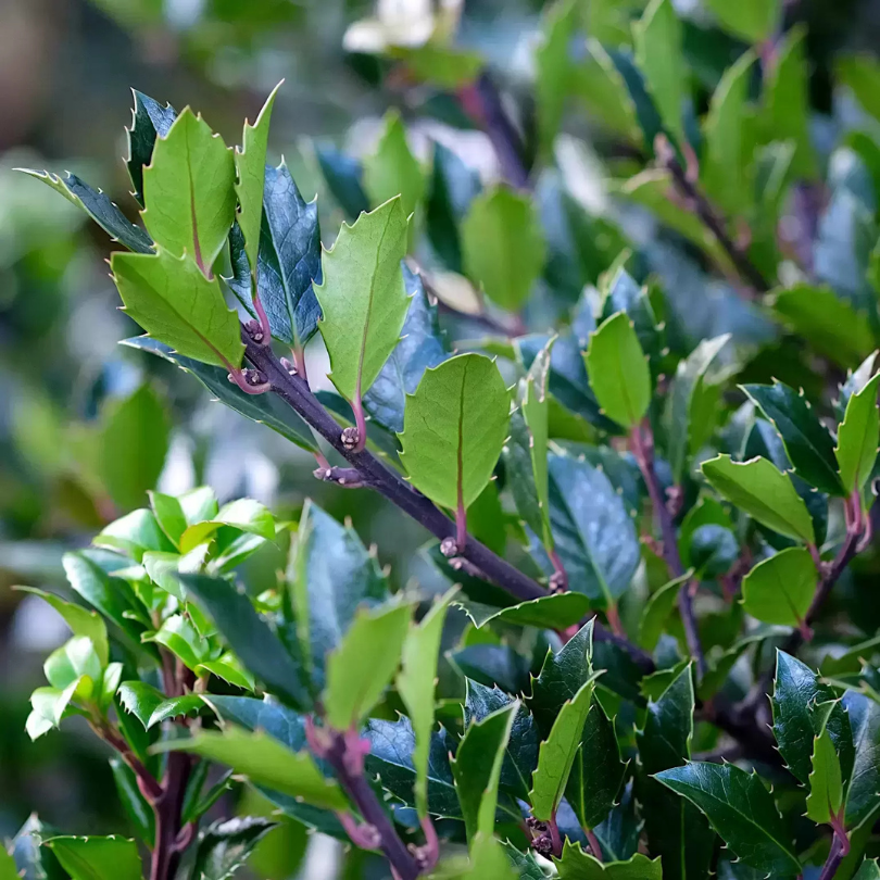 Ilex Blue Maid, Ilex Meserveae