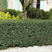 Ilex Blue Maid, Ilex Meserveae