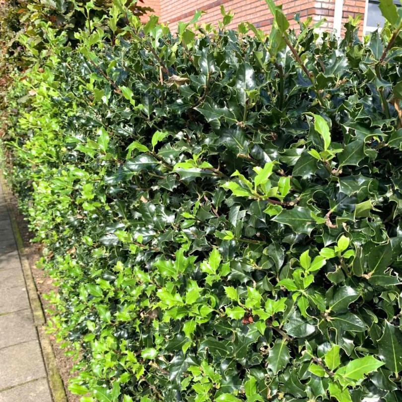 Ilex Heckenpracht, Ilex Meserveae