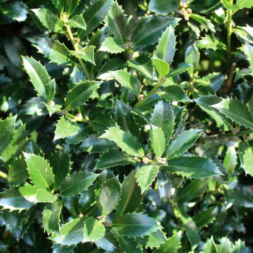 Ilex Heckenpracht, Ilex Meserveae